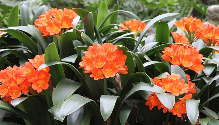 Clivia