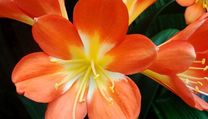 Clivia