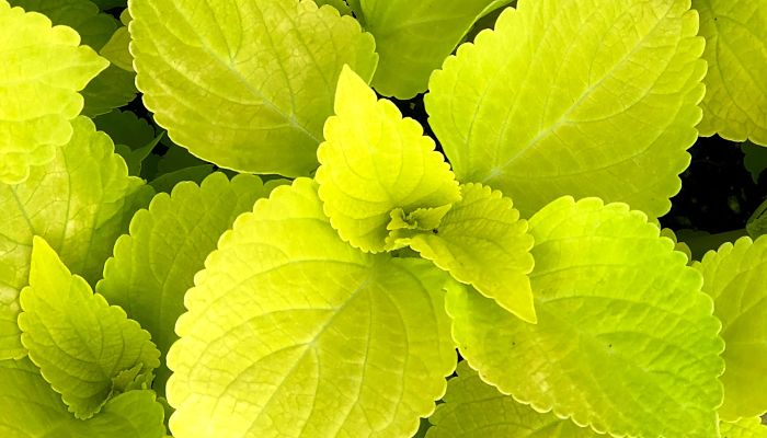 Coleus amarillo