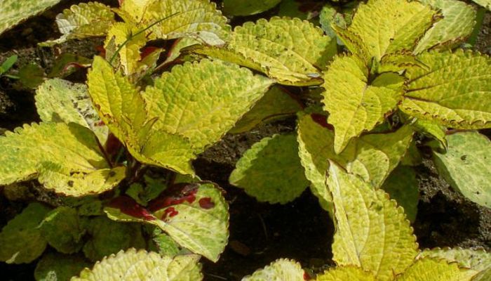 Coleus amarillo