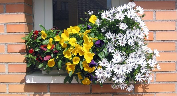 Combinar Plantas en Jardineras