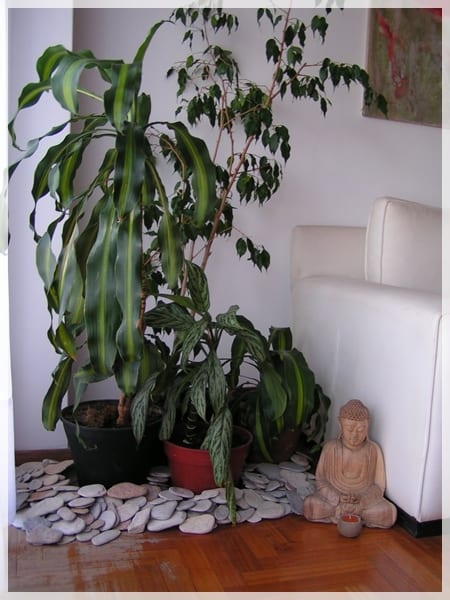 Plantas de interior