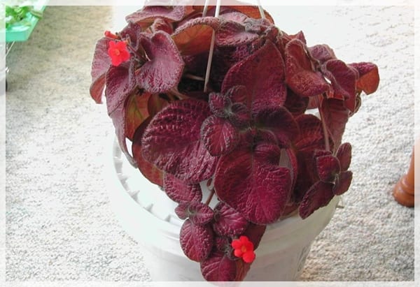 Plantas de interior