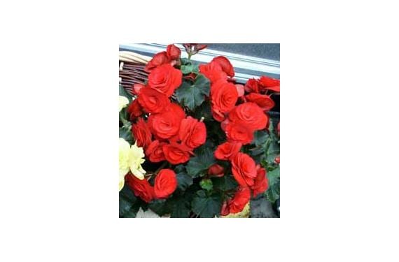 Cómo cuidar begonias