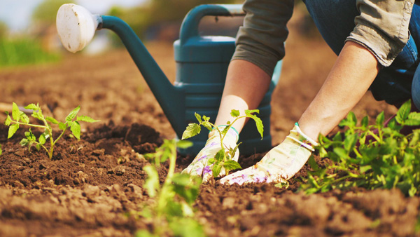 aprende a cuidar el jardín