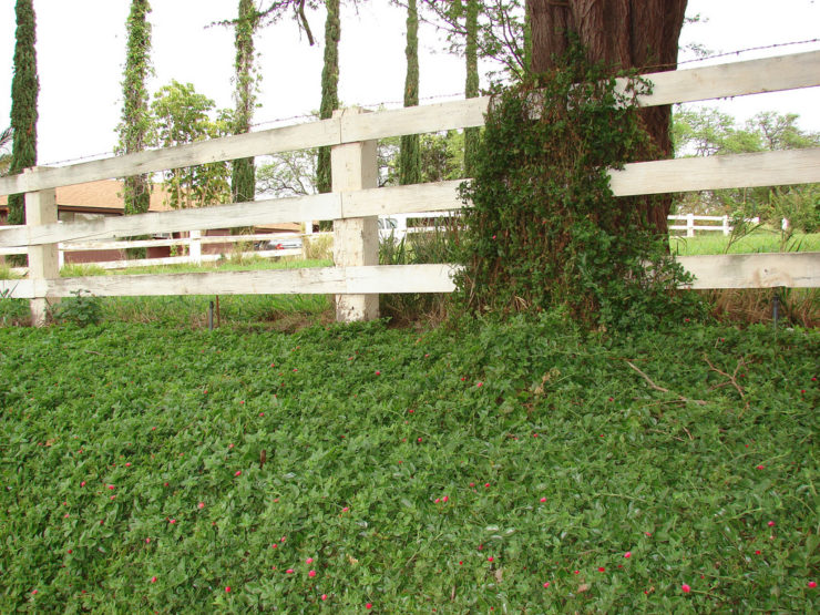 Aptenia cultivar cuidado