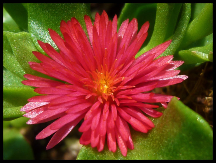 Aptenia cultivar cuidado