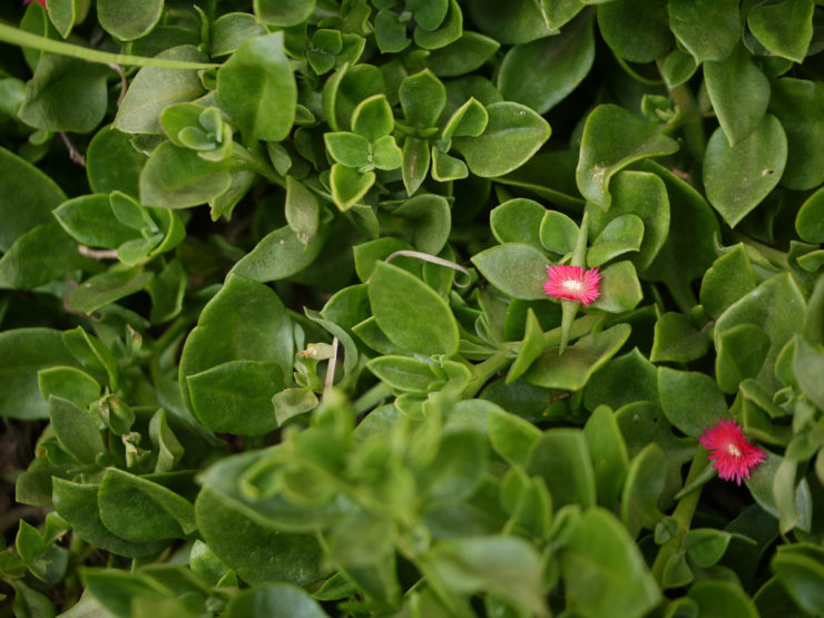 Aptenia cultivar cuidado