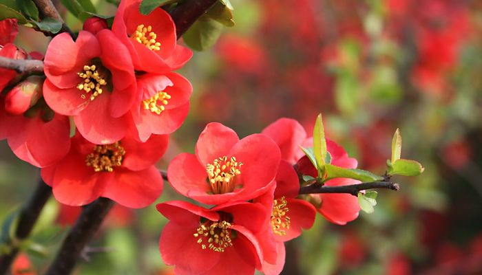 Cómo Cultivar Begonias