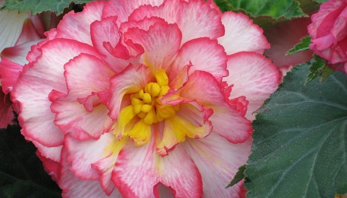 Planta de Begonia