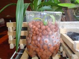 ¿Cómo cultivar plantas en agua?
