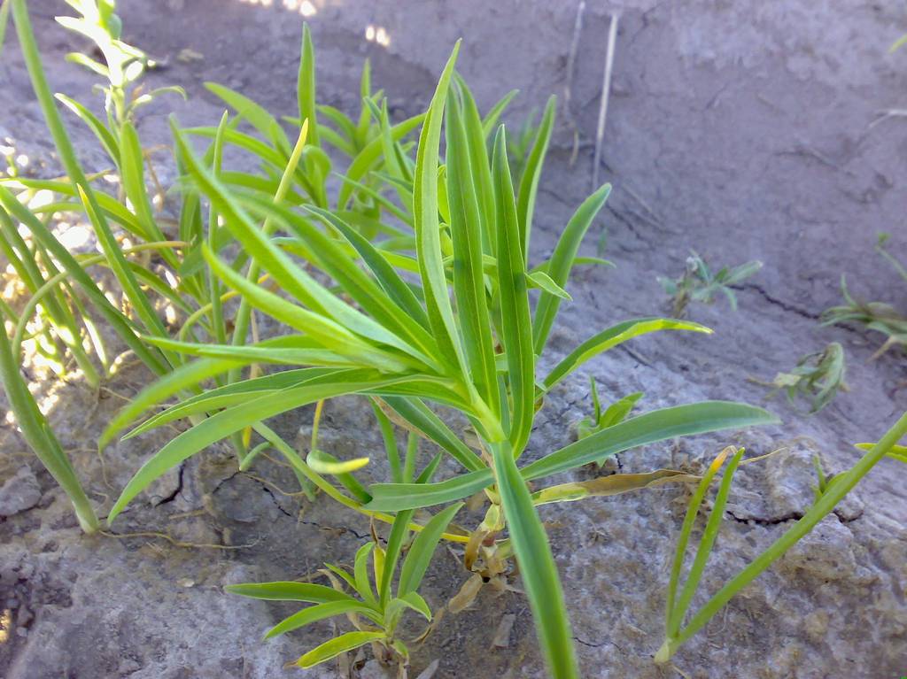 Cómo evitar que salgan malas hierbas en el jardín y el huerto