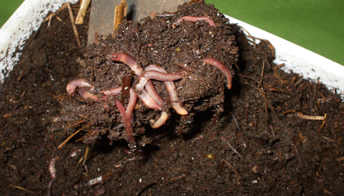 Cómo hacer Humus para plantas