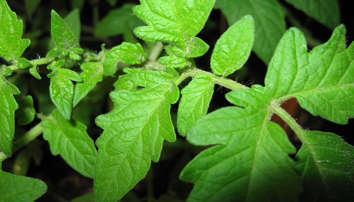 Hojas de tomate