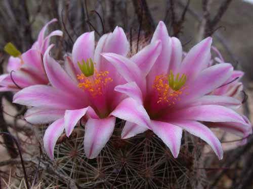 Conseguir que el cactus florezca: reservas y yemas