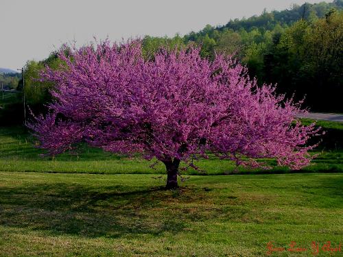 árbol