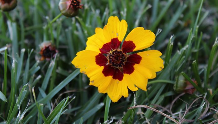 Coreopsis