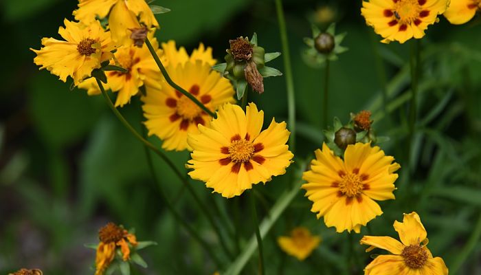 Coreopsis