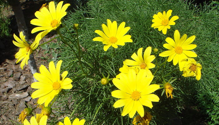 coreopsis