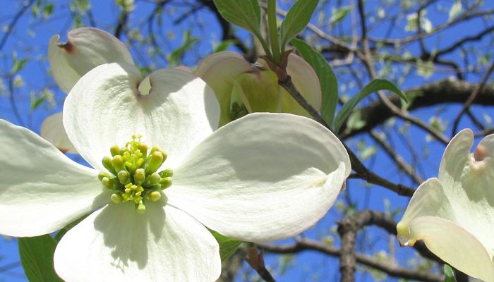 cornejo floreciente blanco