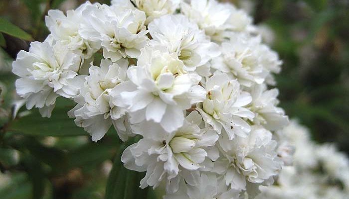 Corona De Novia. Origen, Descripción,
Cultivo, Cuidados, Propiedades