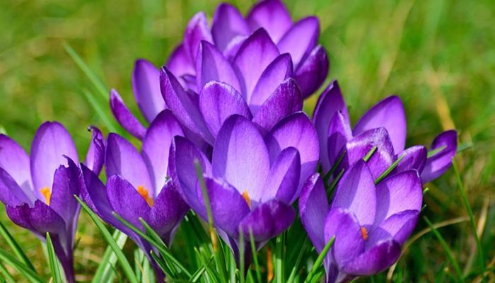 Crocus