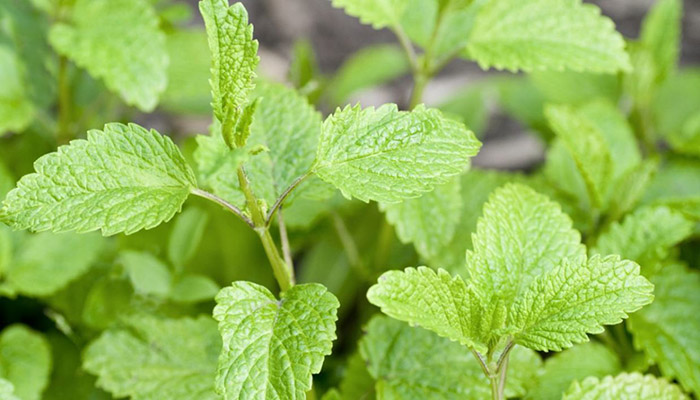 Cuidados Para Una Planta De Menta:
Procedimientos Y Consejos