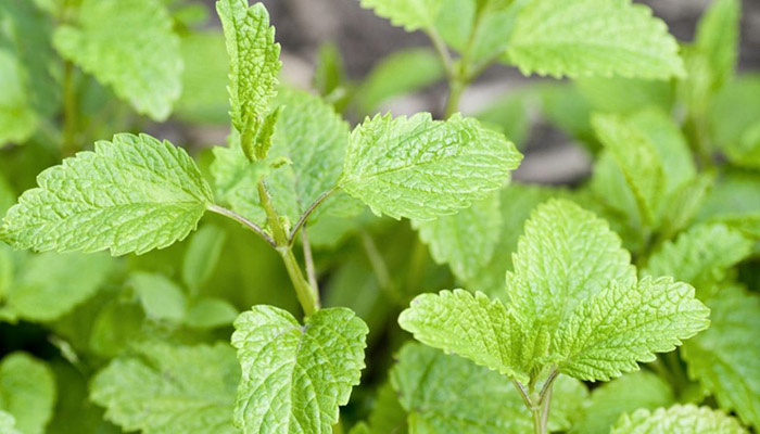 Cuidados Para Una Planta De Menta