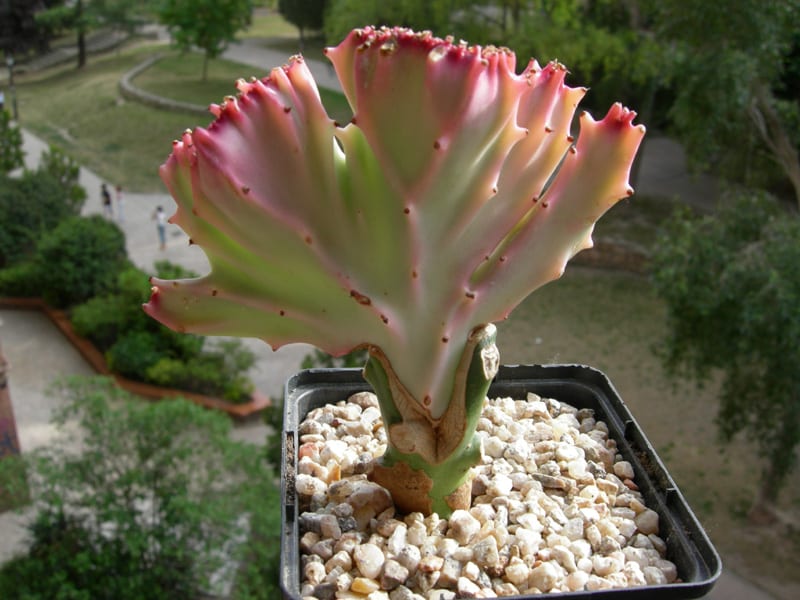 Cuidados de las plantas injertadas