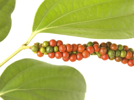 Cultivar pimienta negra en casa: guía completa