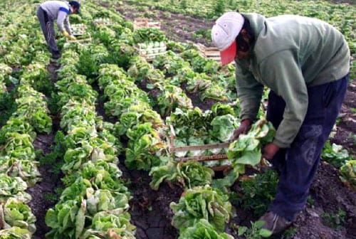Cultivo de hortalizas: suelo, riego, rotación y calendario
