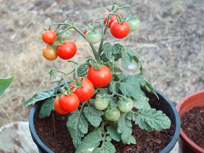 Tomates en maceta: litros, riego, abonado y destallado