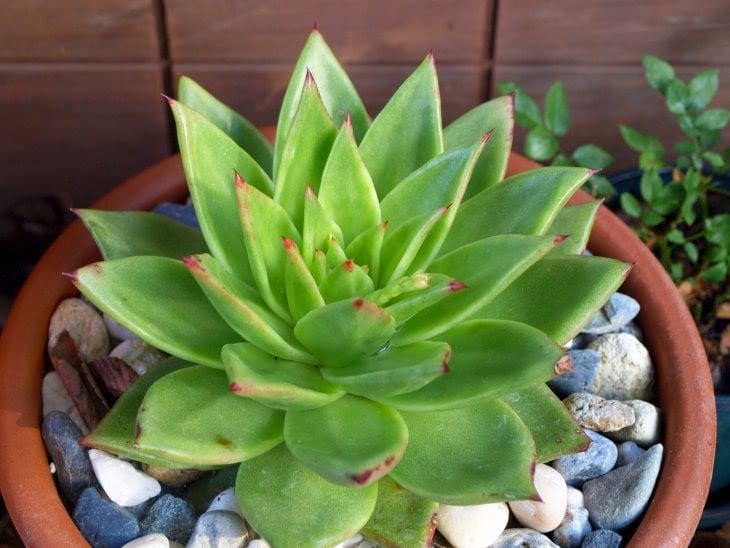 Curación de los Cactus y otras Plantas
Suculentas