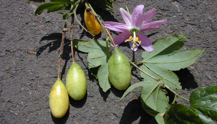 Flor y Fruto