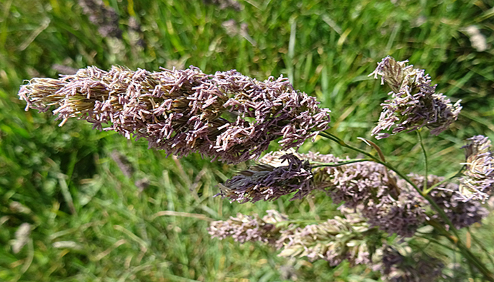 Dáctilo (Dactylis glomerata)