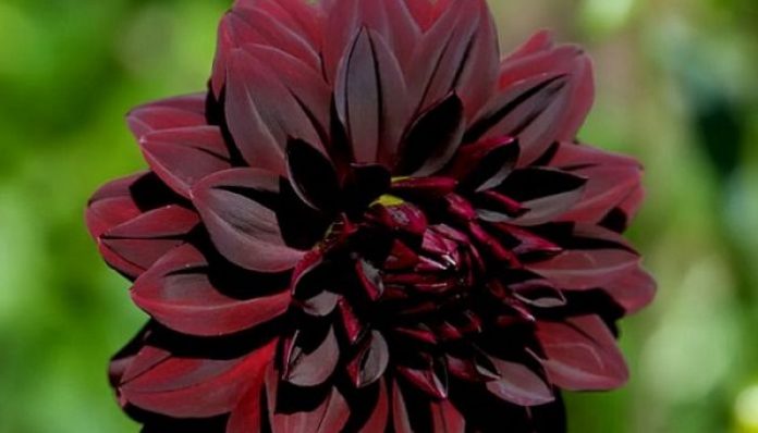 Dalia de pétalos rojo oscuro con el centro amarillo visible entre los pétalos