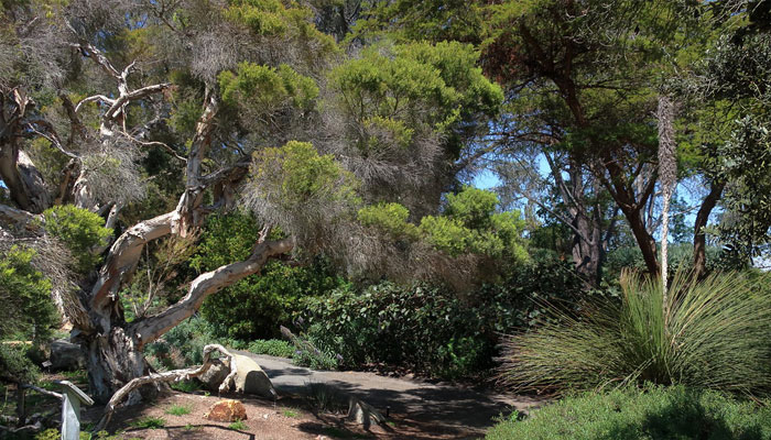 Es combinación con otras plantas hace un paisaje muy hermoso