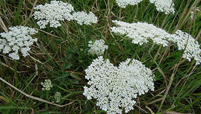 Daucus Carota