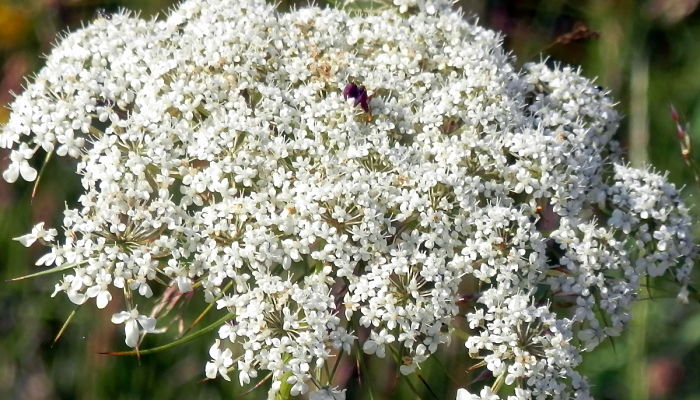 flor de la zanahoria silvestre