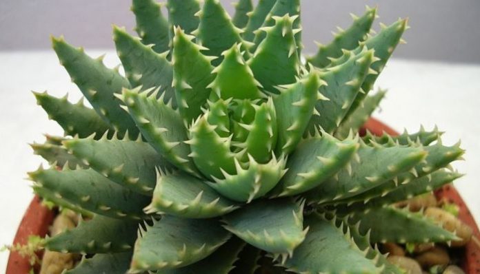 Aloe de roseta compacta y glauca con dientes blancos prominentes en una maceta de barro