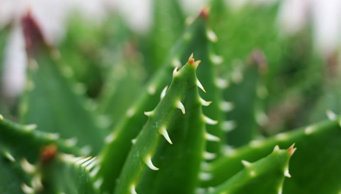 aloe