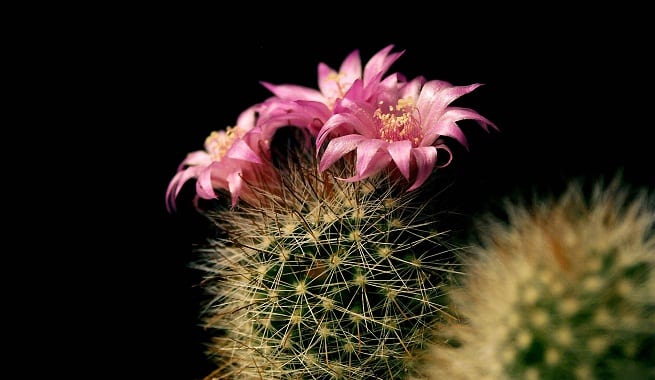 Dónde colocar los cactus: auditar la luz del sitio