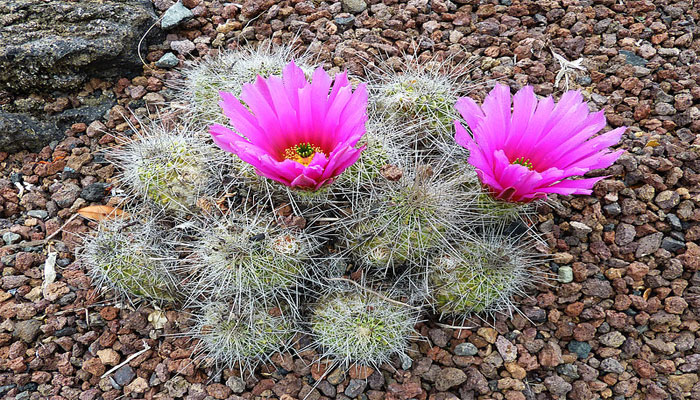 Echinocereus o cactus erizo