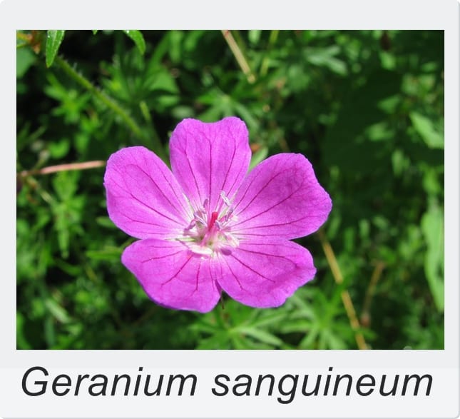 Geranium sanguineum