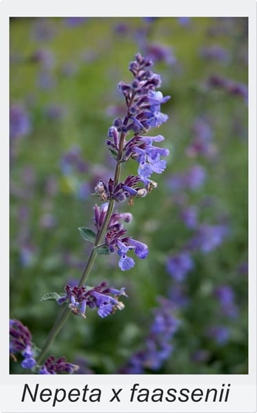 Nepeta x faassenii 