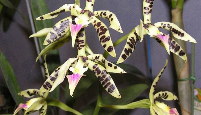 Flores de orquídea de tepalos amarillo verdosos con manchas oscuras y labelo rosado