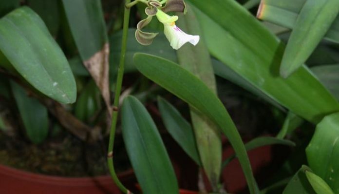 Planta de Encyclia en maceta con hojas coriáceas y un tallo floral