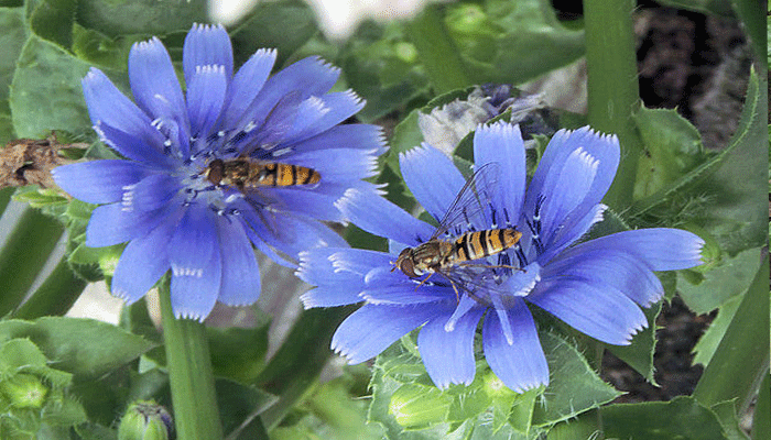 Polinización de las flores de Endibia