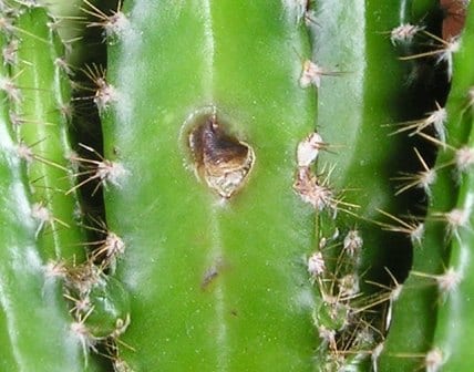 Enfermedades de los Cactus