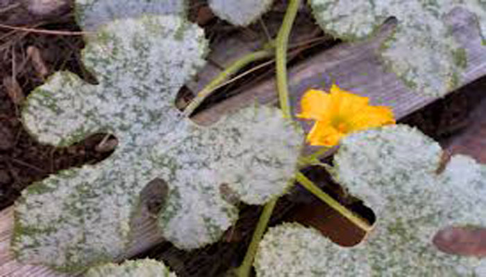 hongos causantes de enfermedades en las plantas